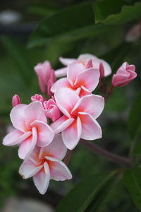 Close-up of pink flowering plant