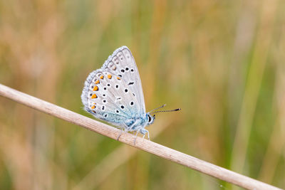 Close-up of butterfly perching on leaf