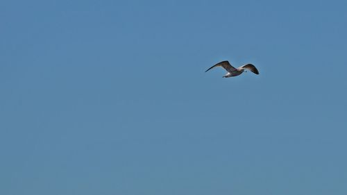 Low angle view of bird flying against clear blue sky