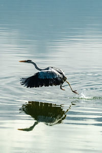 Gray heron in lake
