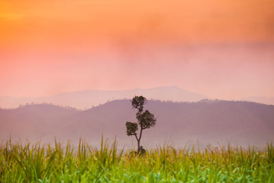 Scenic view of field against sky during sunset