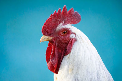Close-up of rooster against clear blue sky