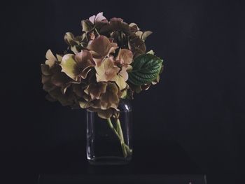 Close-up of flowers in vase against black background