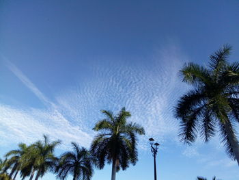 Low angle view of palm trees against blue sky