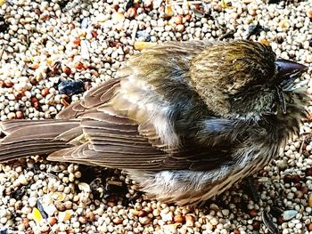 High angle view of bird on rock