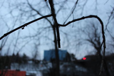 Close-up of bare tree against sky during winter