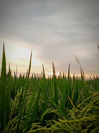 Close-up of crops growing on field against sky