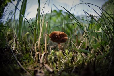 Close-up of mushroom growing on field