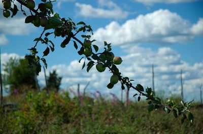 Close-up of fruit growing on plant against sky