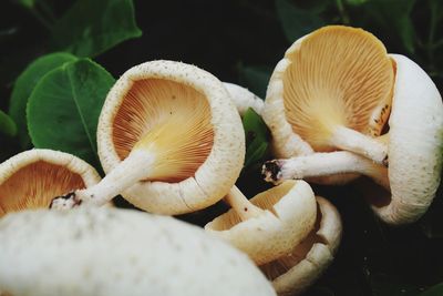 Close-up of mushrooms