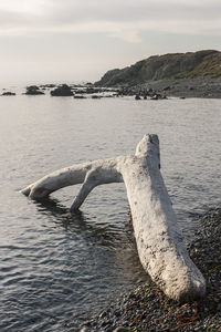 View of driftwood in sea against sky