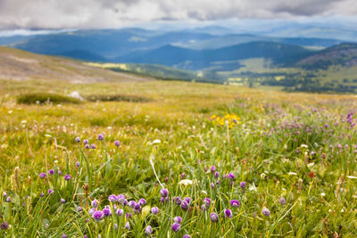 Pink flower fields with mountain in the background far away.