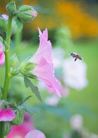 Close-up of bee flying over pink flower