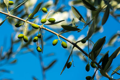 Low angle view of berries growing on tree