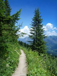 Road amidst trees against sky