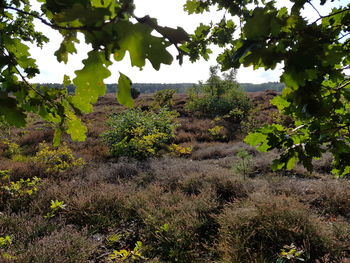 Trees on field against sky