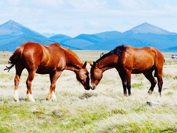 Horses on a field