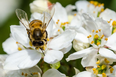 Close-up of honey bee pollinating on white flower