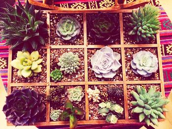 Potted flowers in pot