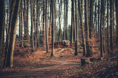 Close-up of trees in forest