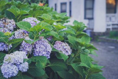 Close-up of purple flowering plant