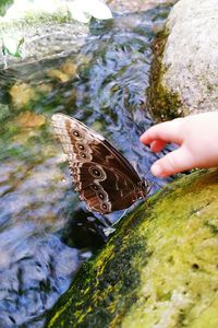 Close-up of hand feeding on rock at shore
