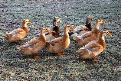 Flock of birds on land