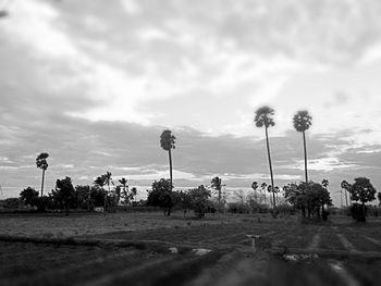 Palm trees by road against cloudy sky