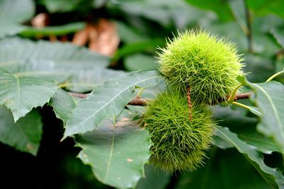 Close-up of two chestnuts on branch