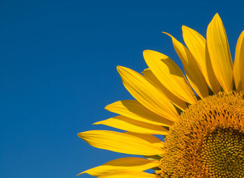 Close-up of sunflower against blue sky