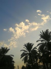 Low angle view of palm trees against sky