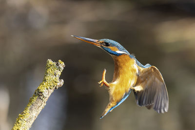 Close-up of bird perching on branch