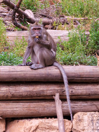 Monkey on wooden fence