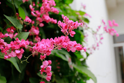 Close-up of pink flowering plants