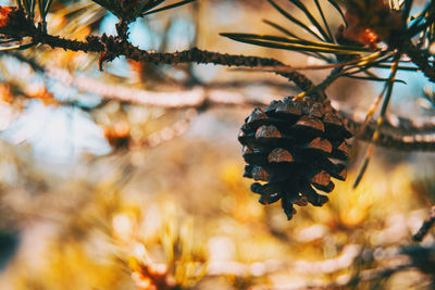 Close-up of pine cone on tree