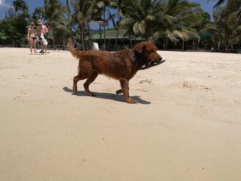 Dog on beach