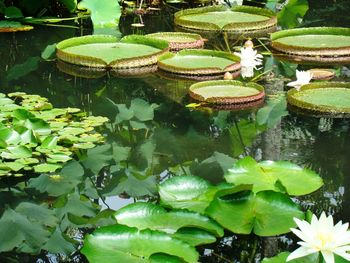 Lotus water lily growing in lake