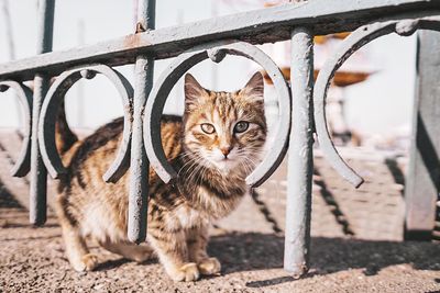 Portrait of cat looking outdoors