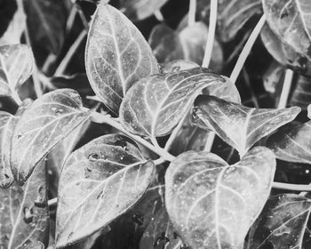 Close-up of wet plant during rainy season