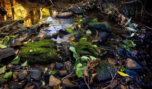 Plants growing on rocks in sea
