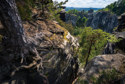 National park saxon switzerland, germany. bizarre roots of pine tree with view to famous bastei