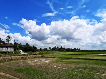 Scenic view of agricultural field against sky