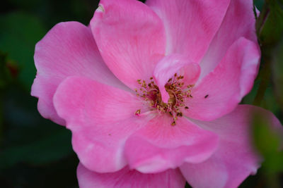 Close-up of pink flower
