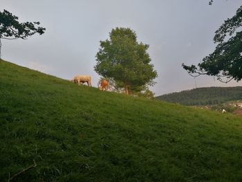 Trees on grassy field