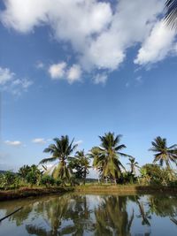 Rows of coconut trees in the rice fields and fish ponds provide serenity when you see it.