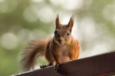 Close-up of an animal