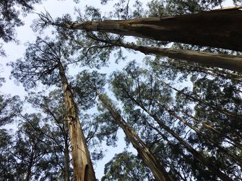 Low angle view of trees against sky