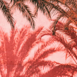 Low angle view of palm trees against sky