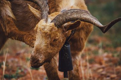 Goat standing on field