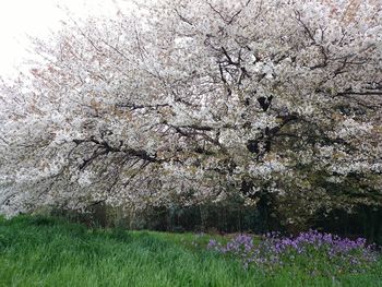 White flowers blooming in field